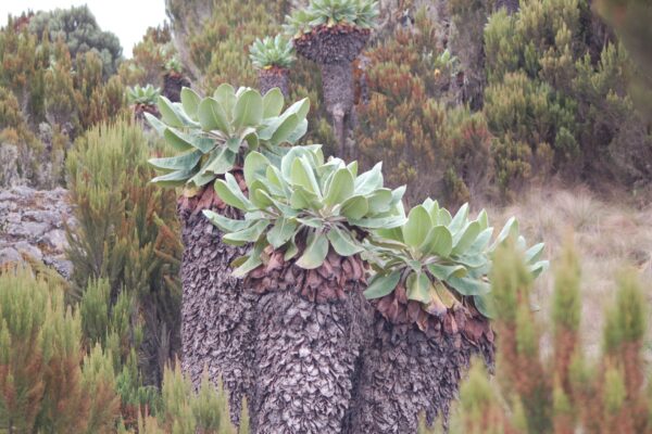 Kilimanjaro vegetation