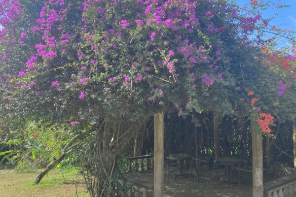 Gazebo Flower Marangu_Hotel_Gazeo_Flower