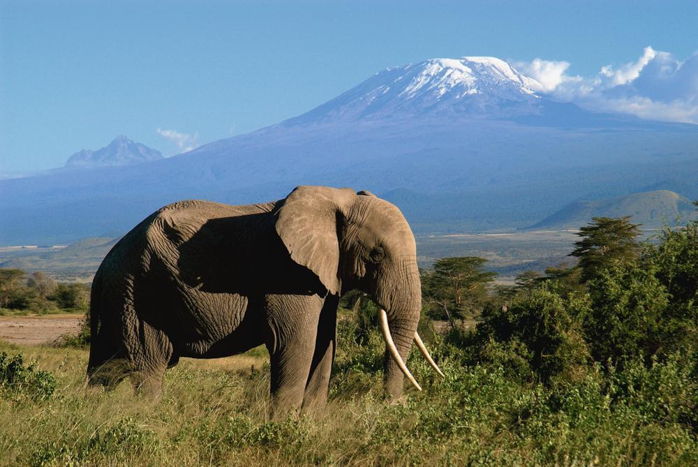 Elephant Kilimanjaro Tanzania