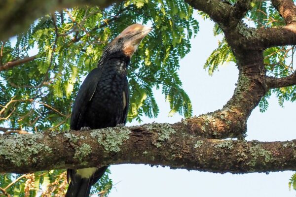Marangu Hotel Garden Hornbill Marngu_Hotel_Garden_Hornbill