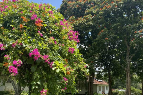 Marangu Hotel Garden Marangu_Hotel_Garden