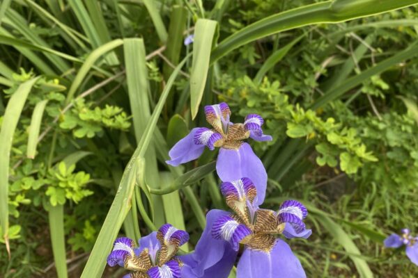 Marangu Hotel Garden Marangu_Hotel_Iris_Garden