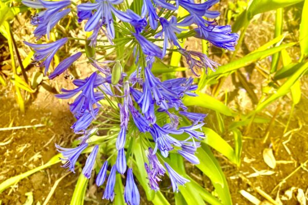Marangu Hotel Garden Marangu Hotel_Flowers
