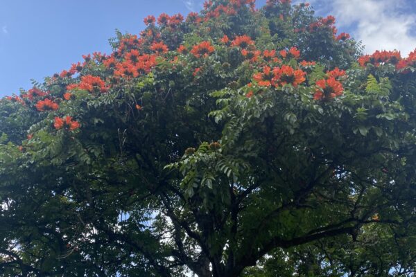 Marangu Hotel Garden Marangu_Hotel_Flame_Trees