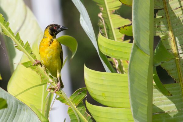 Marangu Hotel Garden Birds Marangu_Hotel_Garden_Bird