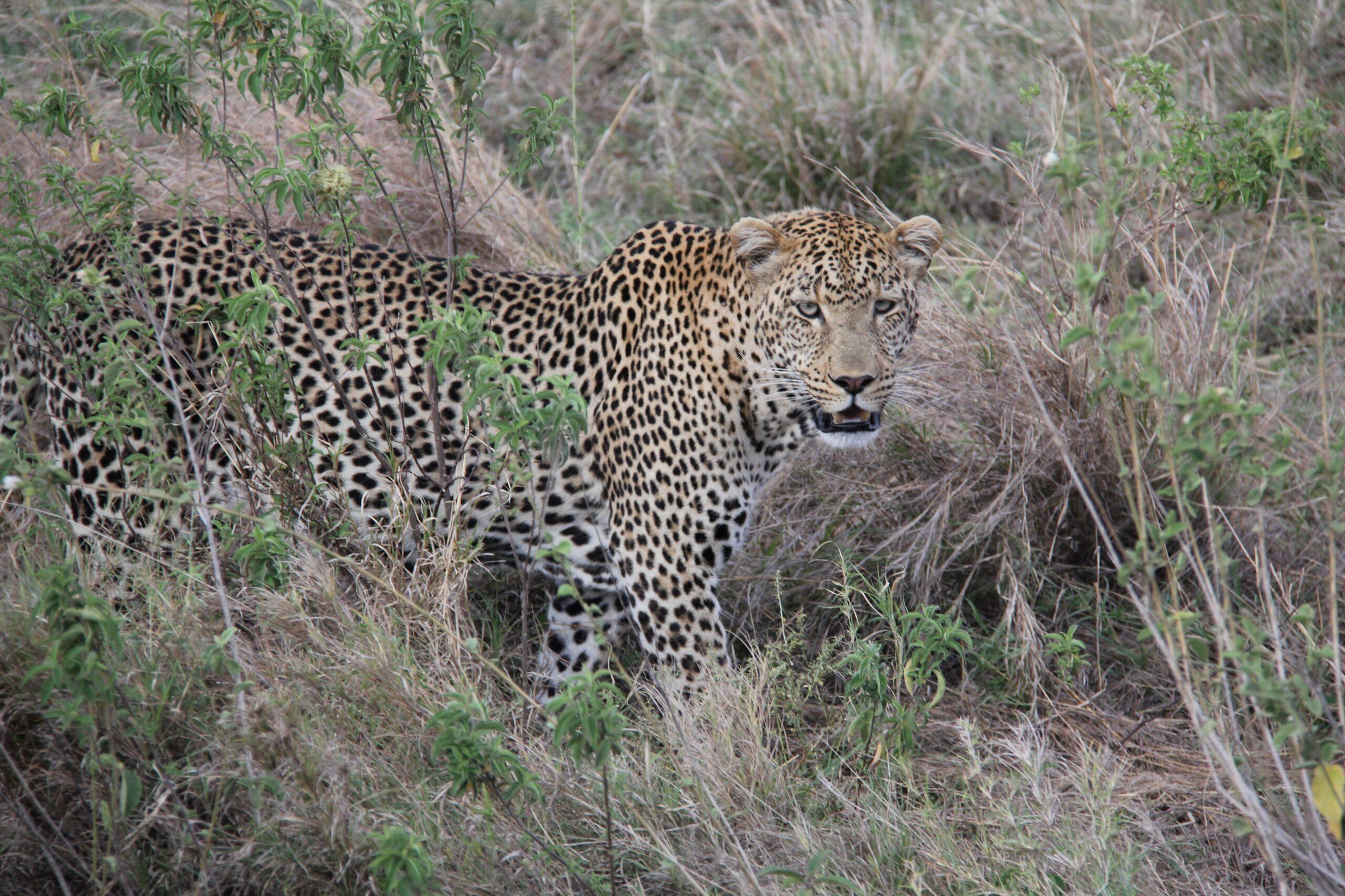 Leopard Tanzania Safari
